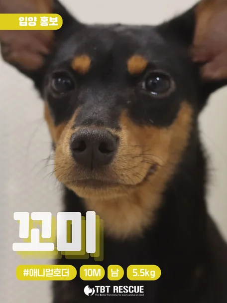 꼬미