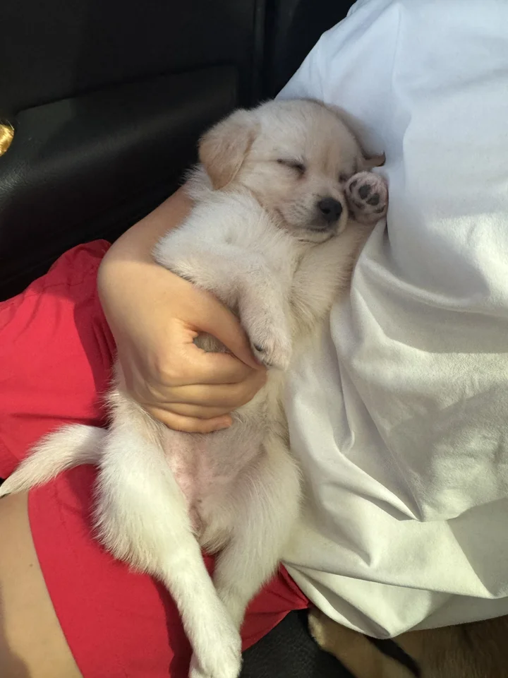 네로 5
