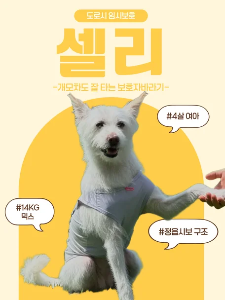 셀리