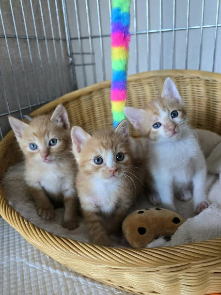 라떼