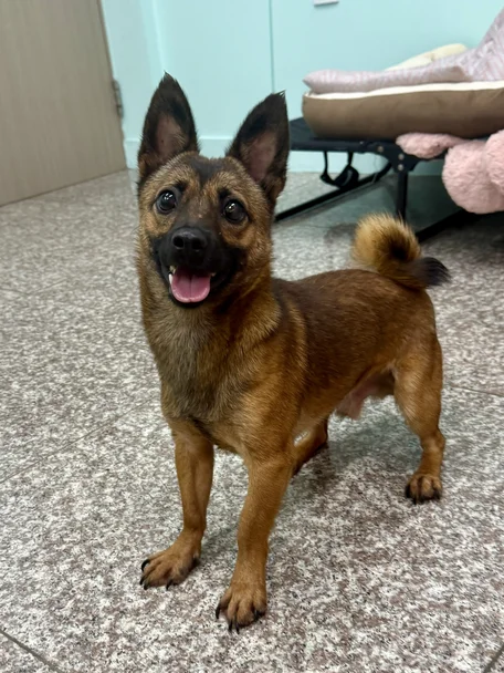 알밤이