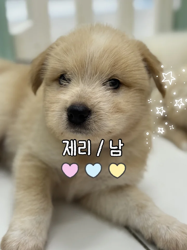 제리