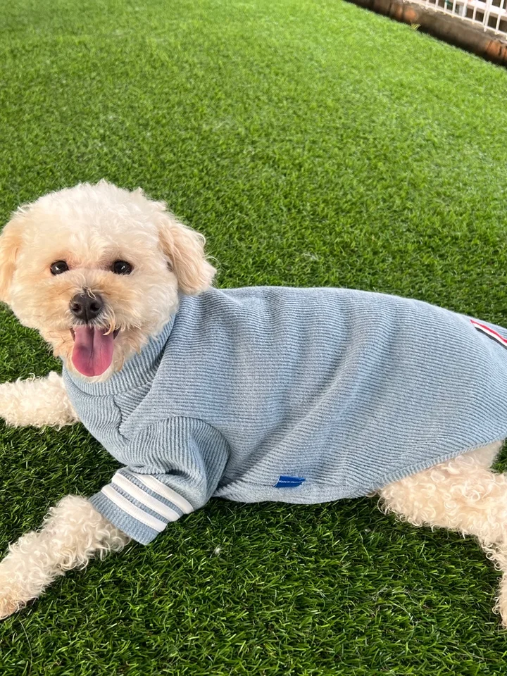 보니 6
