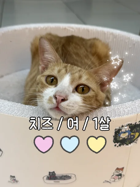 치즈