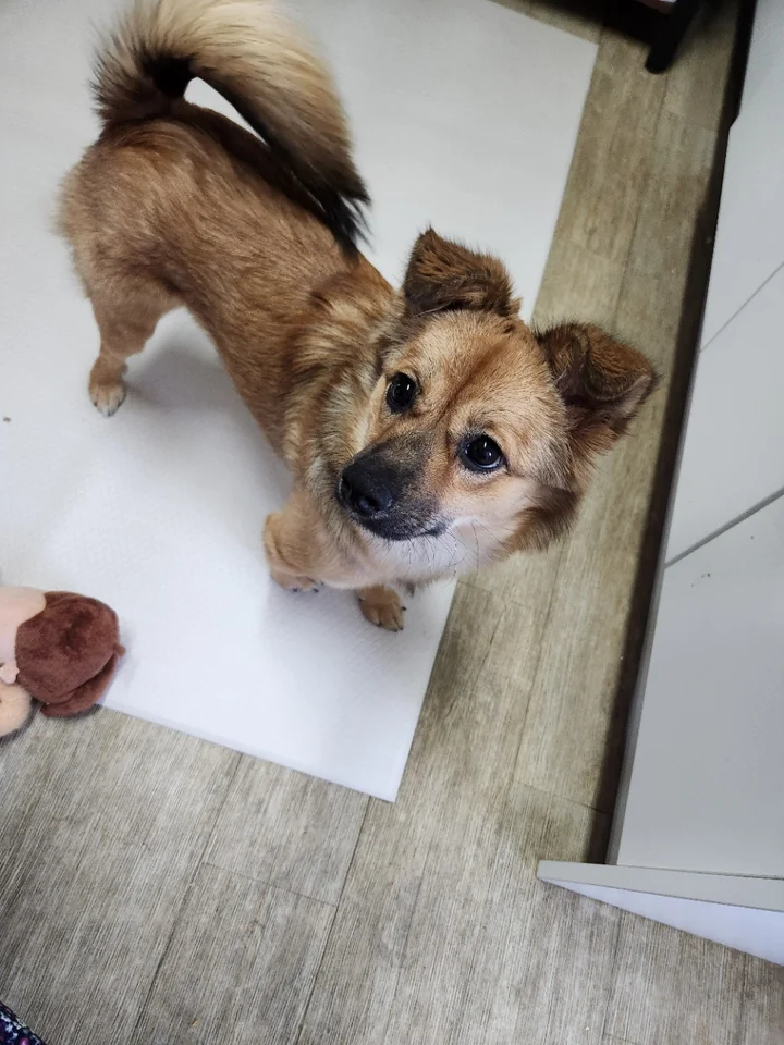 한치 4