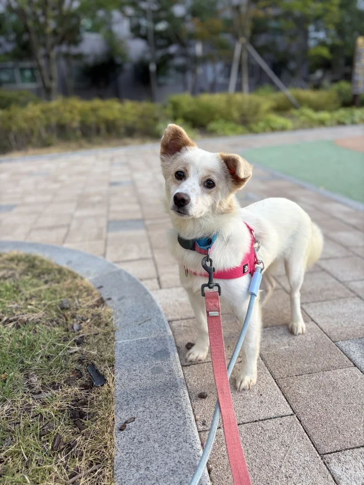 백순 6