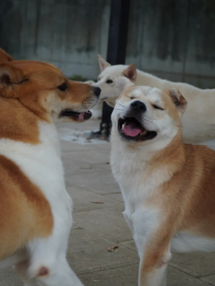 테라 4