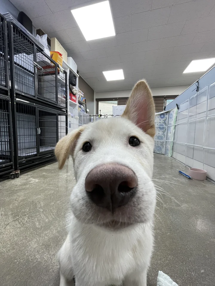 설이 3