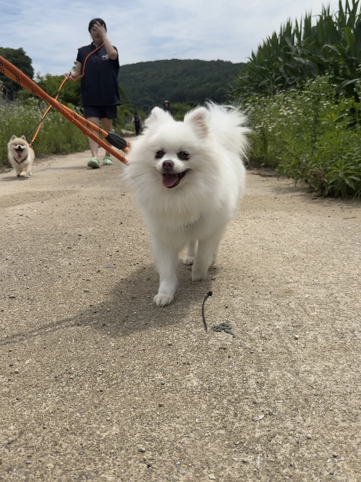 카니 11