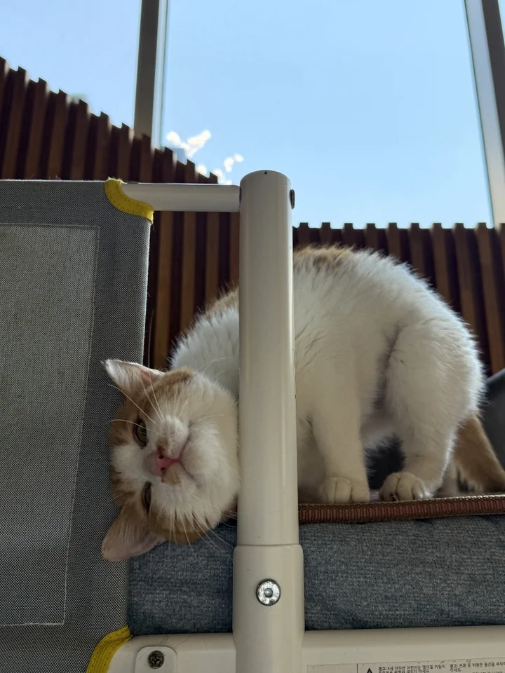 담이 2