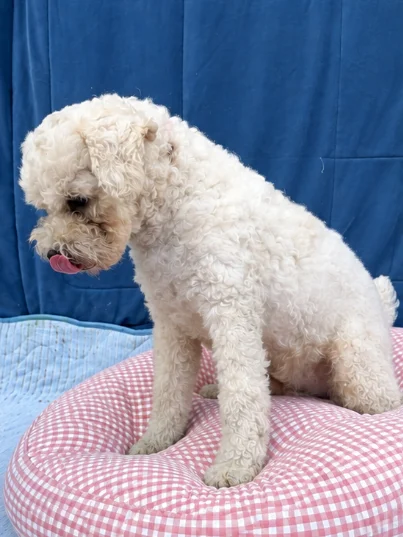 루피 10