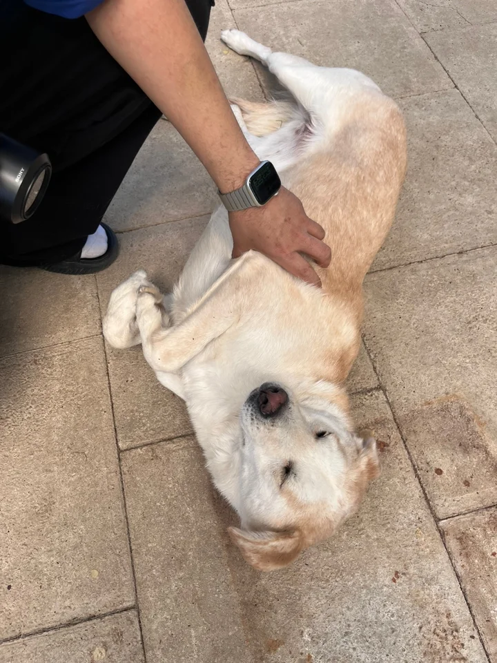 쪼꼬 16