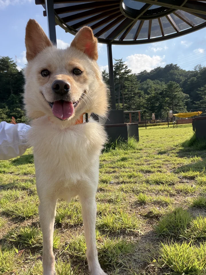 춘식이 4