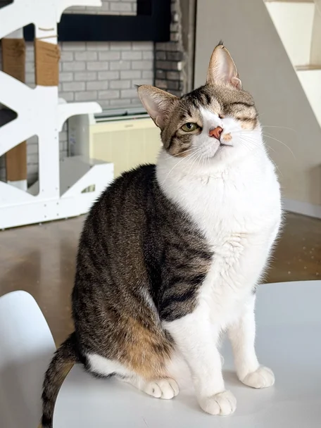 점보