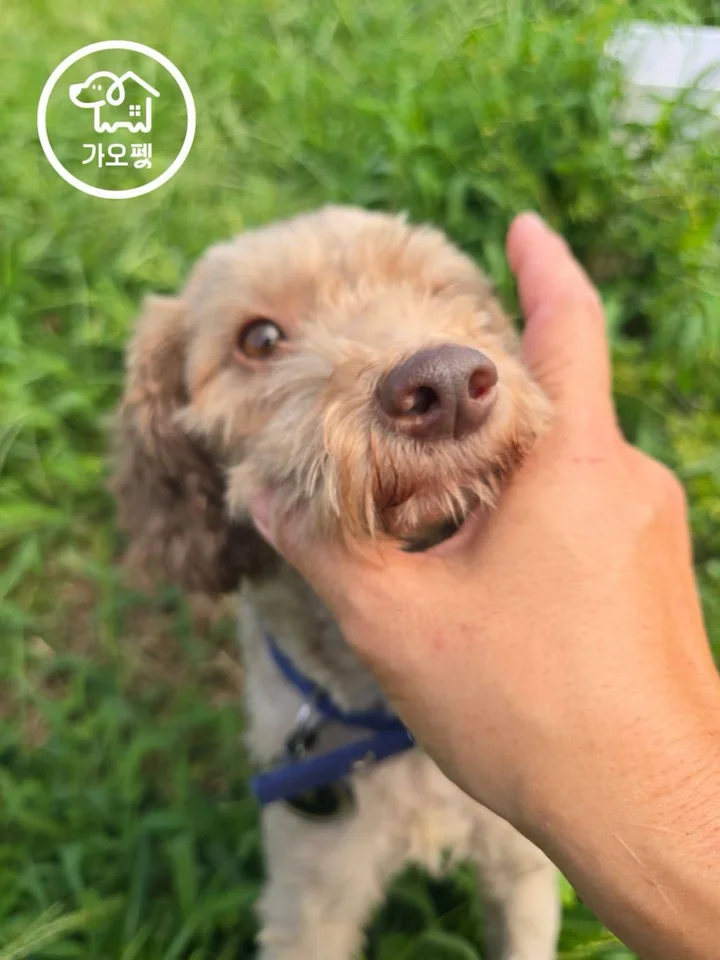 모카 2