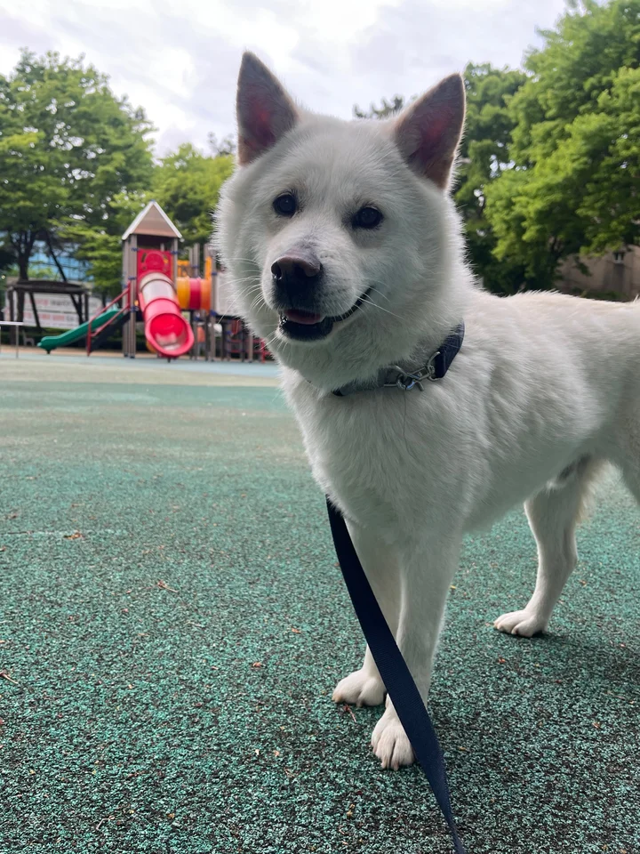 포롱 4