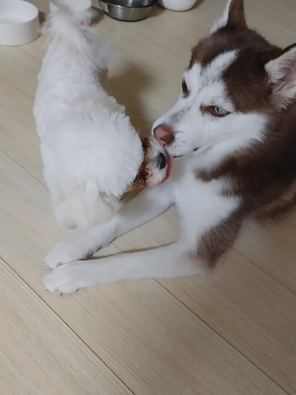 카레 2