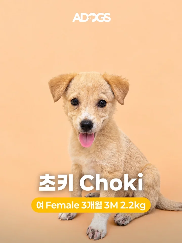 초키 1