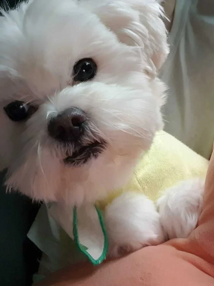 살구