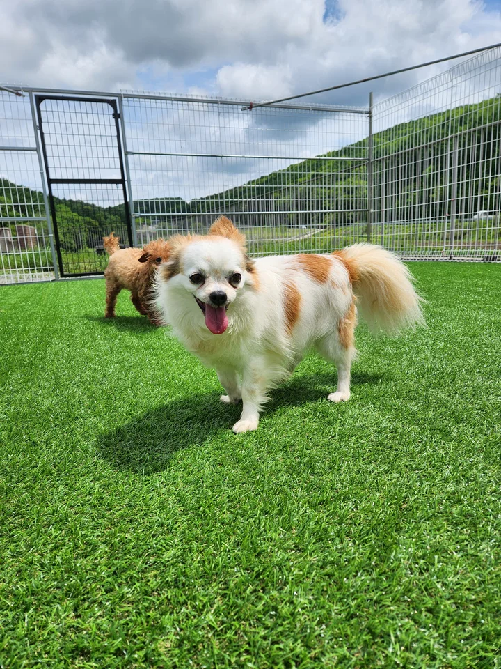 사과 4