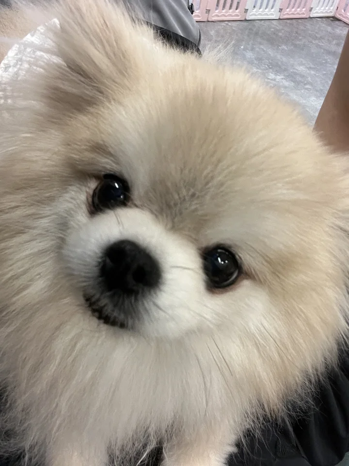 슈슈 3