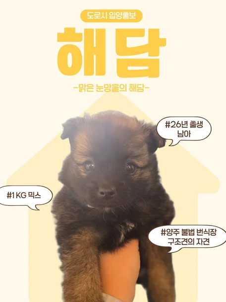 해담