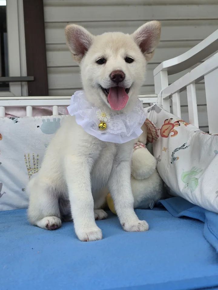 블루 2