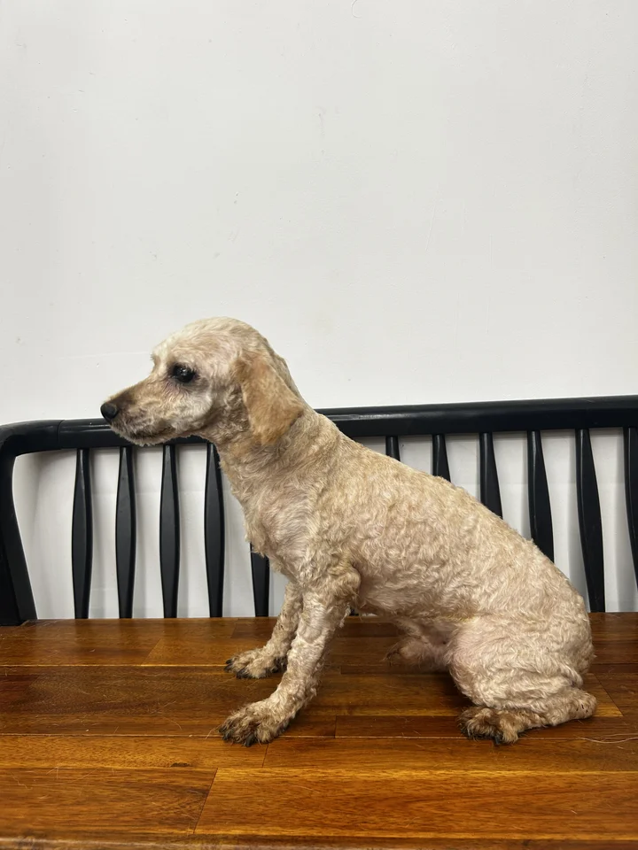 루카 7