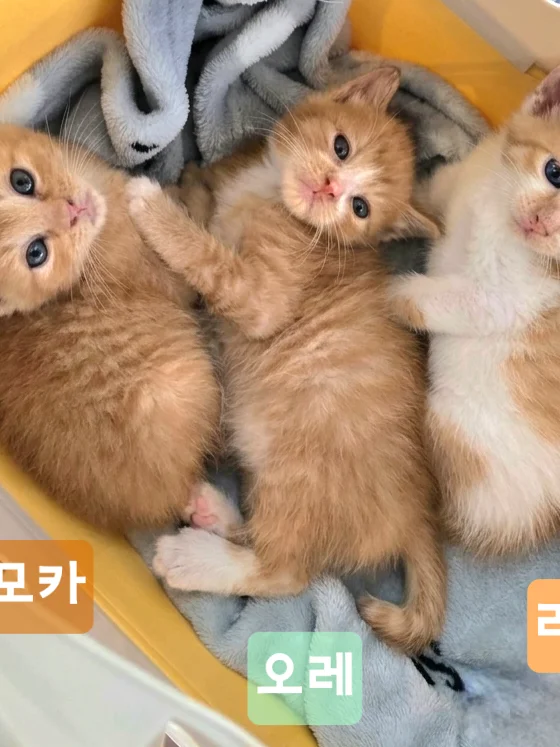 모카 8