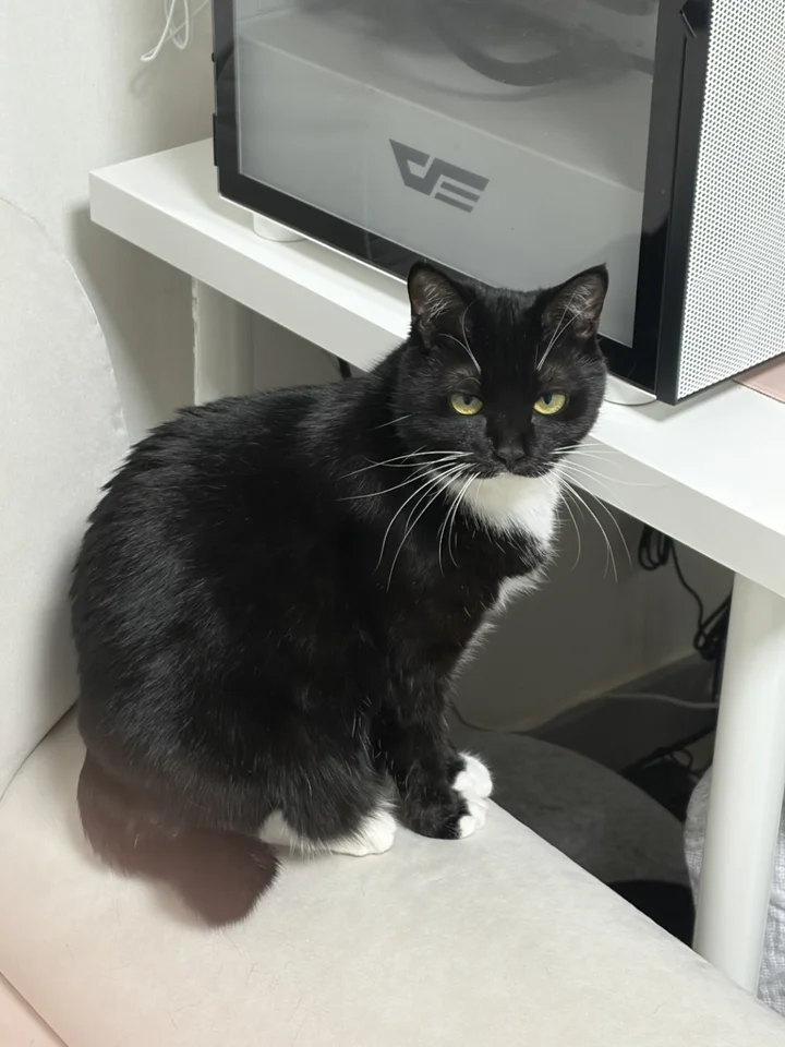 지지 8