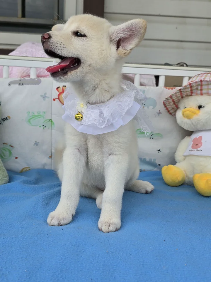 블루 5