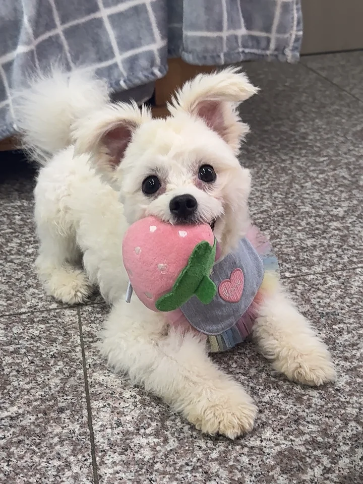 버찌 4