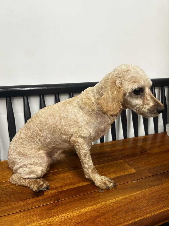 루카 6