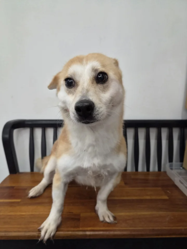 시루 2