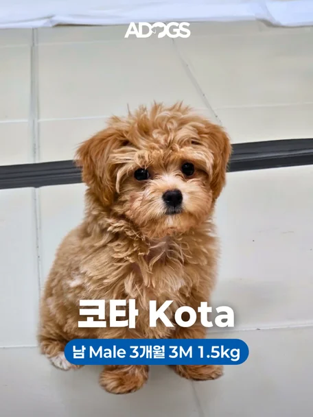 코타