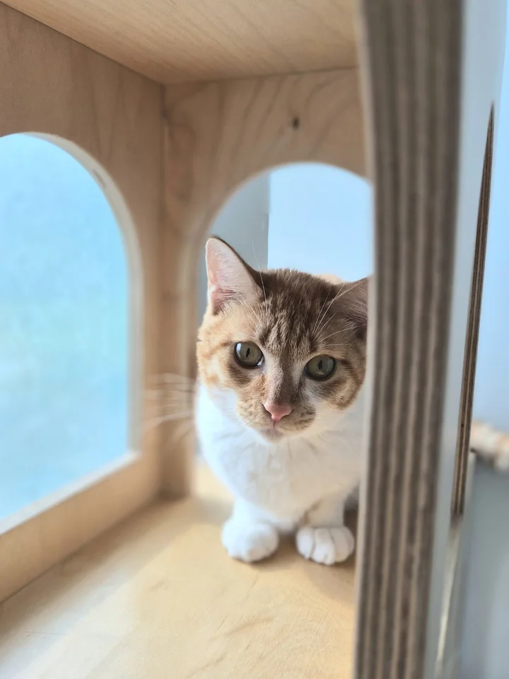 루미 7
