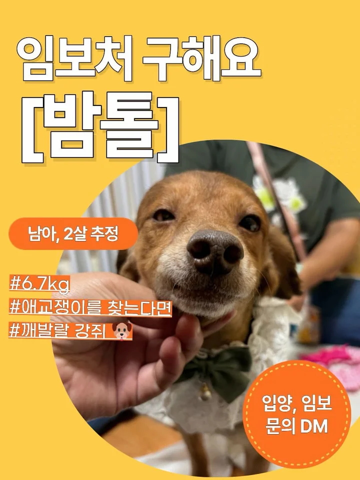 밤톨 1